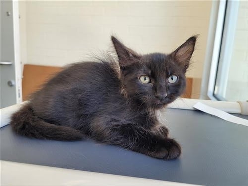 IMAGINARY FRIEND - Domestic Short Hair available for adoption