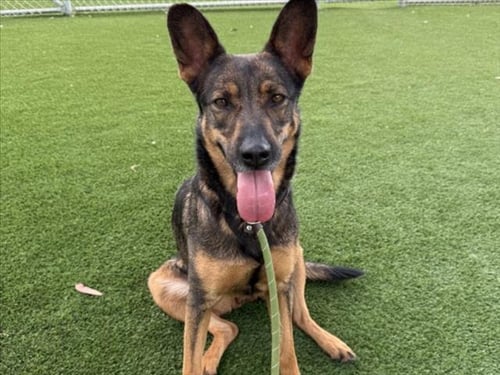 BAILEY - German Shepherd Dog for adoption in Los Angeles