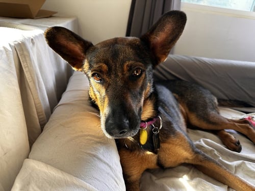 BAILEY - German Shepherd Dog for adoption in Glendale