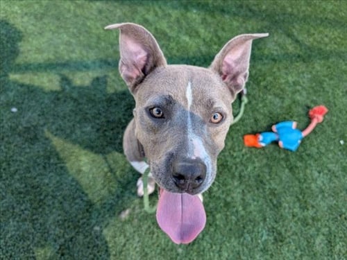 ANCHOVY - American Pit Bull Terrier available for adoption