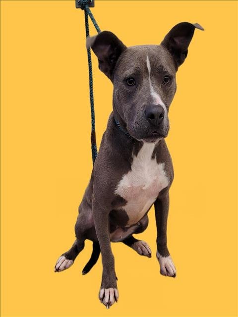 ANCHOVY - American Pit Bull Terrier available for adoption