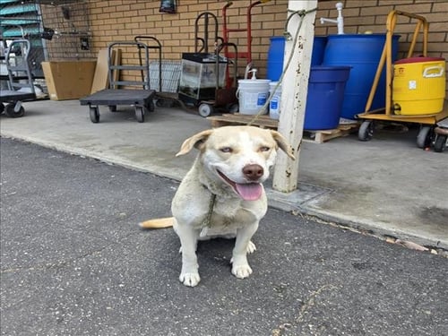JUNO - Labrador Retriever available for adoption