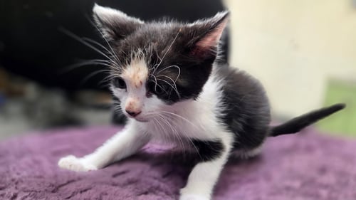 A2302392 - Domestic Short Hair available for adoption