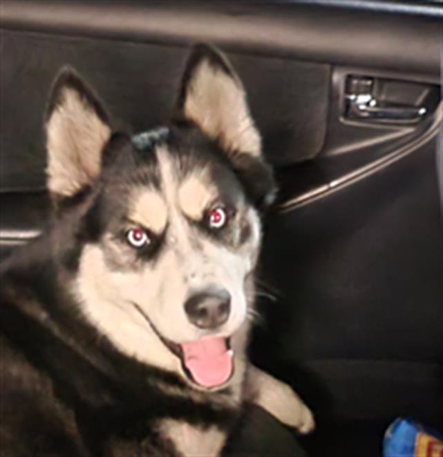MARIO - Husky available for adoption