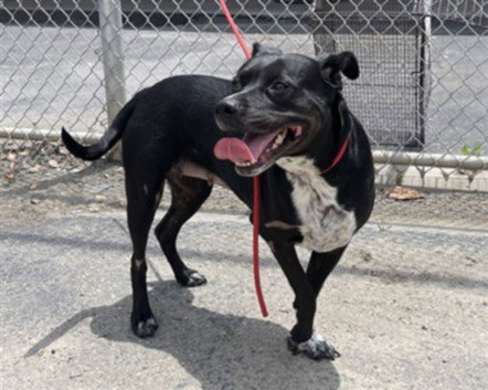 LADY - American Pit Bull Terrier available for adoption