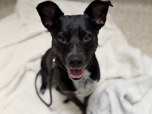 LADY - American Pit Bull Terrier for adoption in Los Angeles