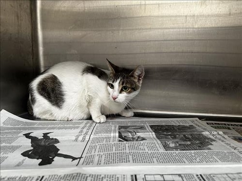 FRANCES - Domestic Short Hair available for adoption
