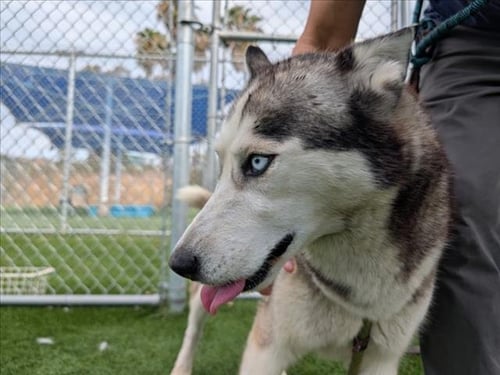 LASSY - Siberian Husky available for adoption