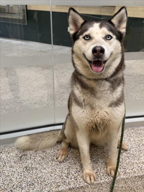 LASSY - Siberian Husky available for adoption