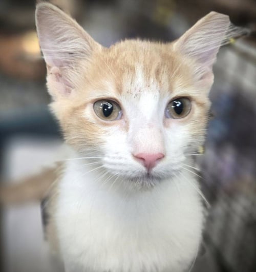 MUSHU - Domestic Short Hair for adoption in Los Angeles