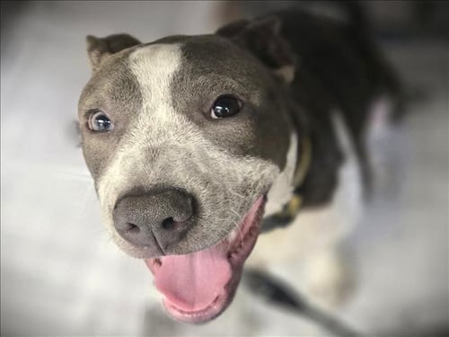 CHICO - Staffordshire Bull Terrier available for adoption