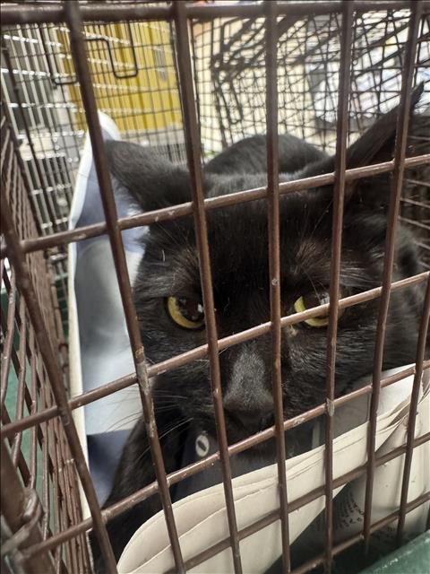 CHIQUITA - Domestic Short Hair available for adoption