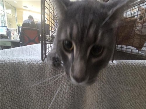 ASH - Domestic Short Hair available for adoption
