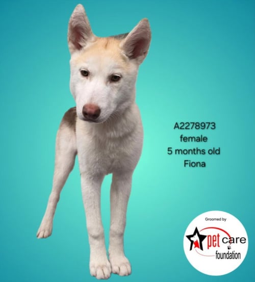 FIONA - Siberian Husky available for adoption