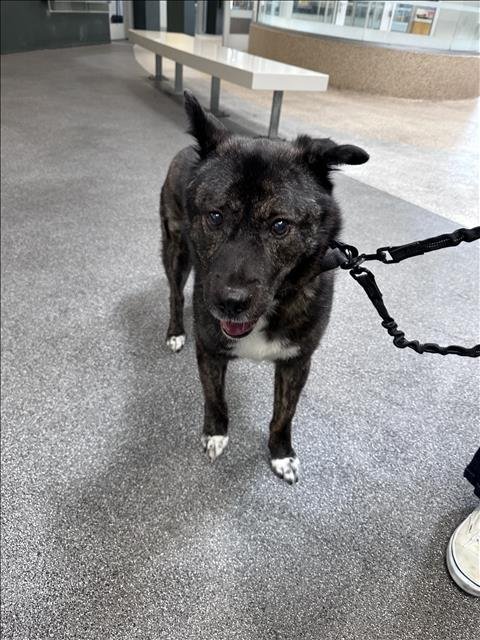 MAVERICK - Akita available for adoption