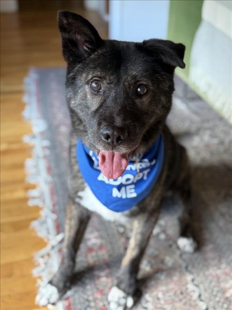 MAVERICK - Akita available for adoption