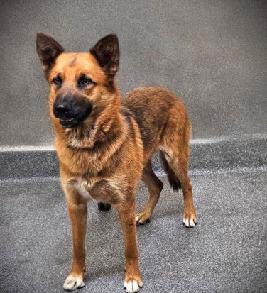HASHBROWNS - German Shepherd Dog for adoption in Los Angeles