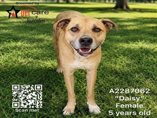 DAISY - German Shepherd Dog available for adoption