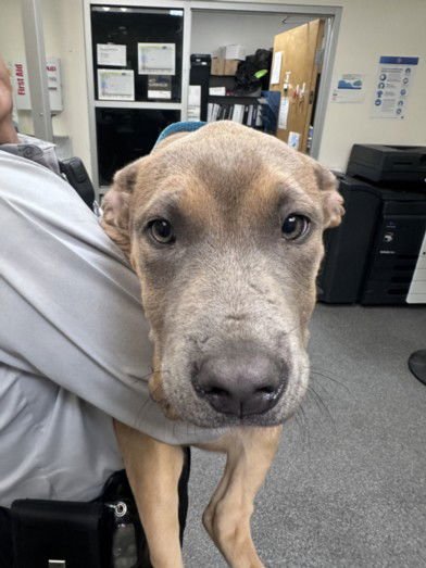 VINE - Pit Bull Terrier available for adoption