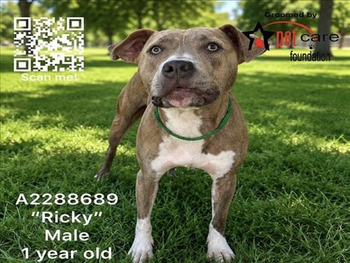 RICKY - Pit Bull Terrier available for adoption