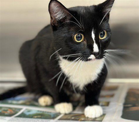 LOKI - Domestic Short Hair for adoption in Los Angeles