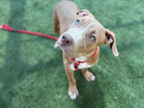 CHAVEZ - Pit Bull Terrier available for adoption