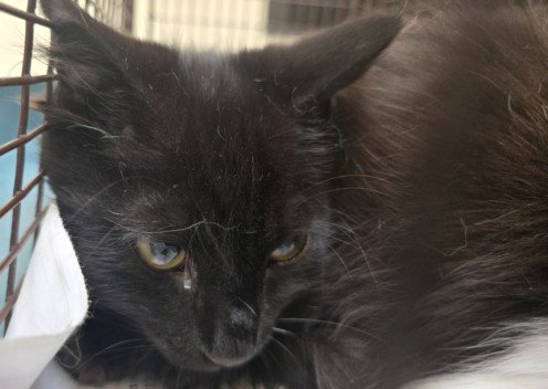 TOTS - Domestic Short Hair available for adoption