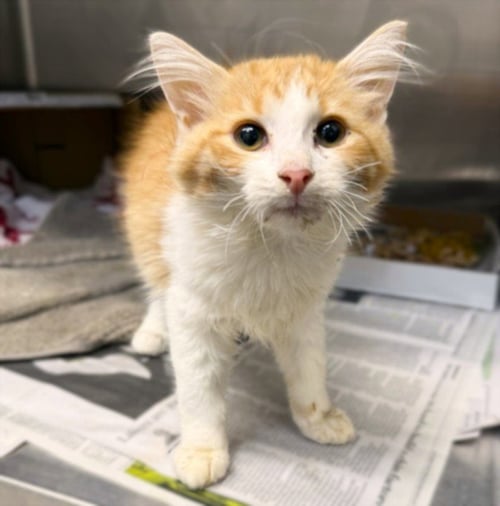 JAM - Domestic Short Hair available for adoption