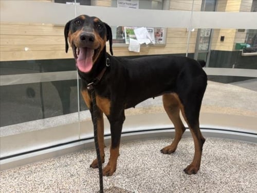 PITA - Doberman Pinscher available for adoption