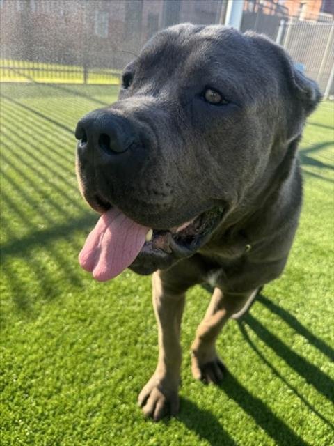 CINCO - Cane Corso Mastiff available for adoption