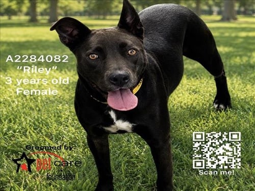 RILEY - Pit Bull Terrier available for adoption