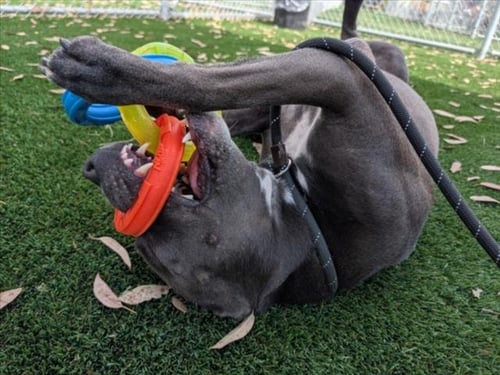 RILEY - Pit Bull Terrier available for adoption
