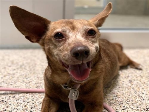 LOLA - Chihuahua available for adoption