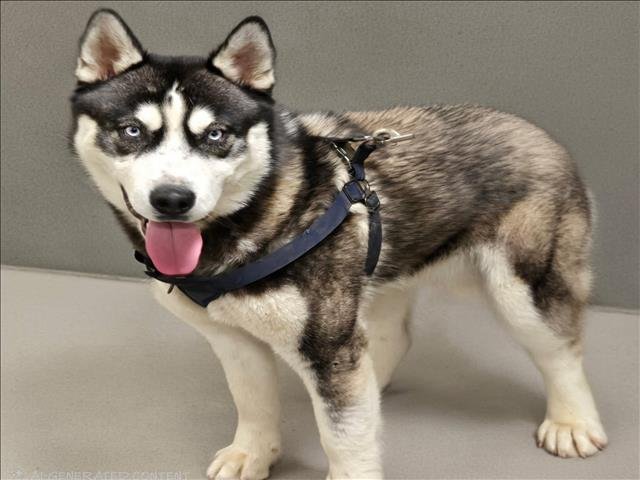 JAYSON - Siberian Husky available for adoption