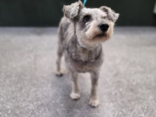 SETH - Schnauzer available for adoption