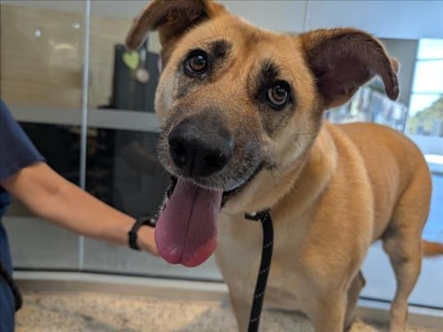 HOPE - German Shepherd Dog available for adoption