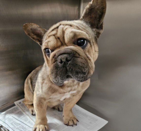 CHANEL - French Bulldog available for adoption