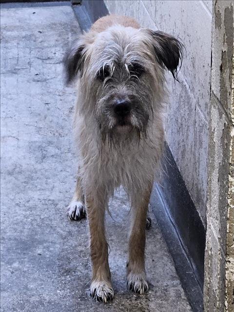 BROWNIE - Border Terrier available for adoption