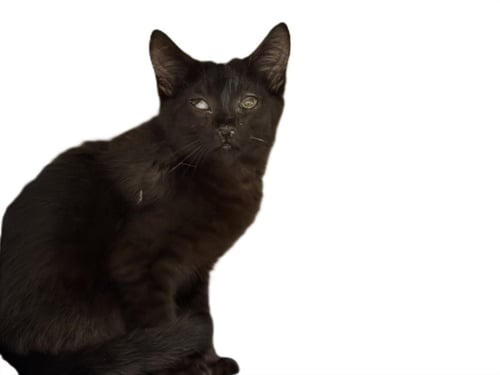 SKUGGI - Domestic Short Hair available for adoption