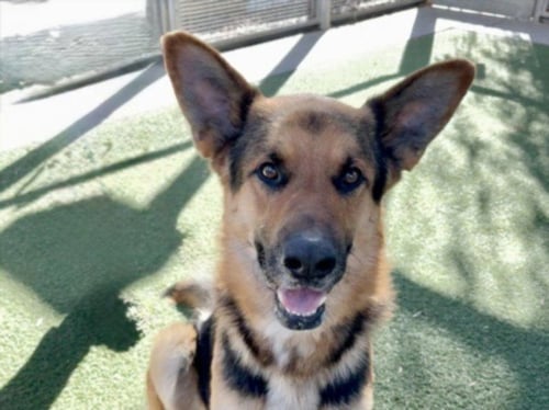 GERANIMO - German Shepherd Dog available for adoption