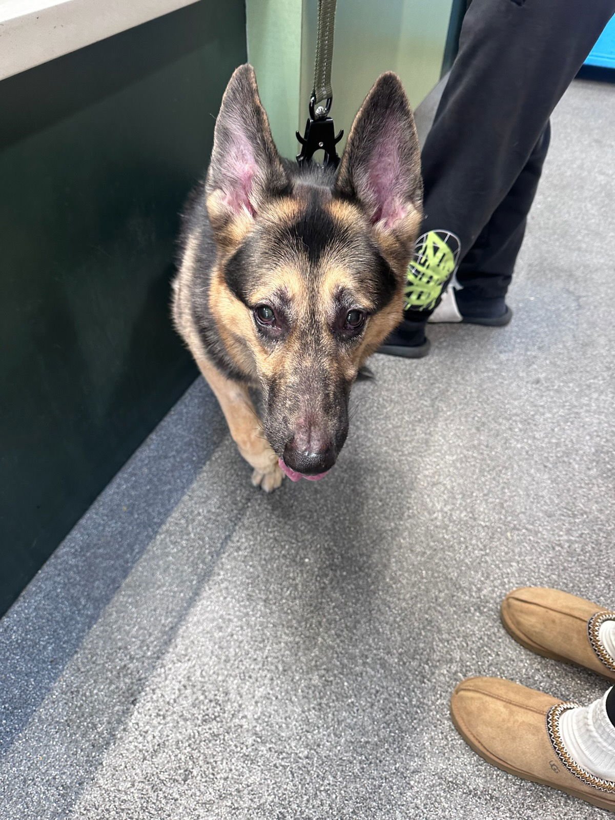 MILO - German Shepherd Dog available for adoption