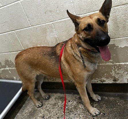MISTY - German Shepherd Dog available for adoption