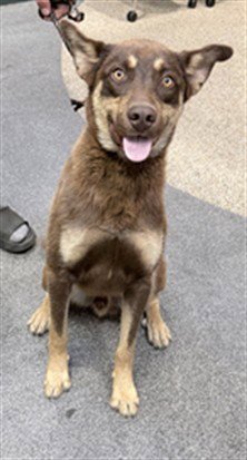 TILLZ - German Shepherd Dog / Husky available for adoption