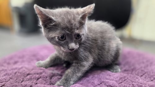 A2302403 - Domestic Short Hair available for adoption