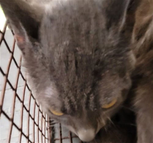 EMBER - Domestic Short Hair available for adoption