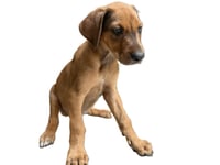 ARCHIMEDES - Photo 1
