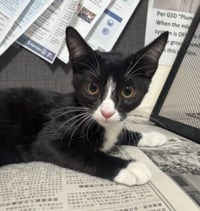 TUX - Photo 1