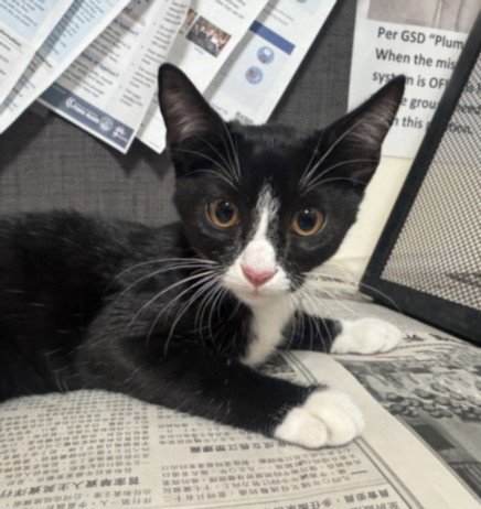 TUX - Domestic Short Hair available for adoption