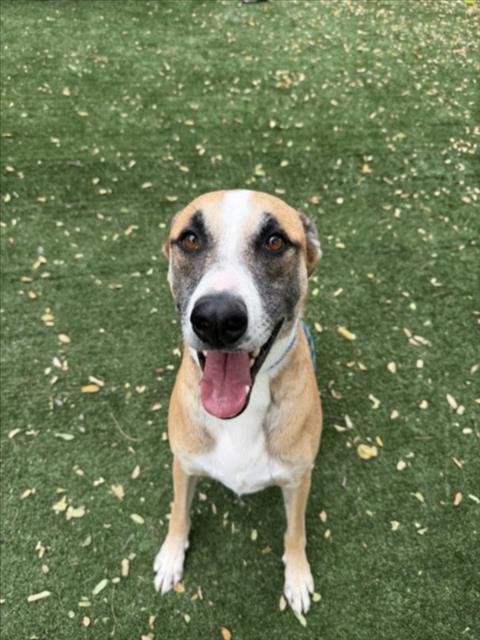 BRUNO - German Shepherd Dog available for adoption