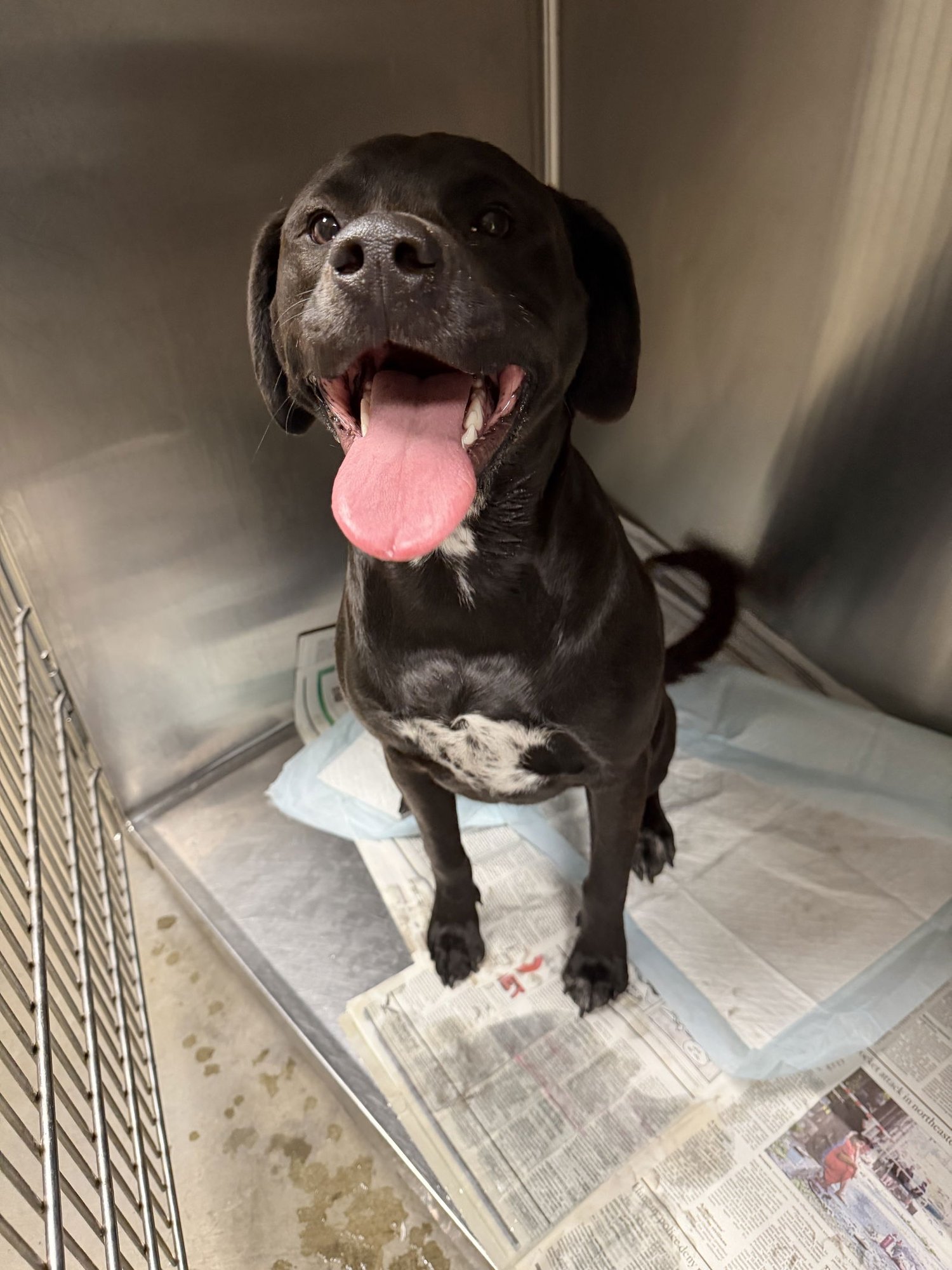 LUNA - Border Terrier available for adoption